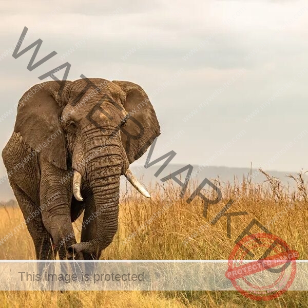 imgi_43_Masai-Mara-National-Reserve-11