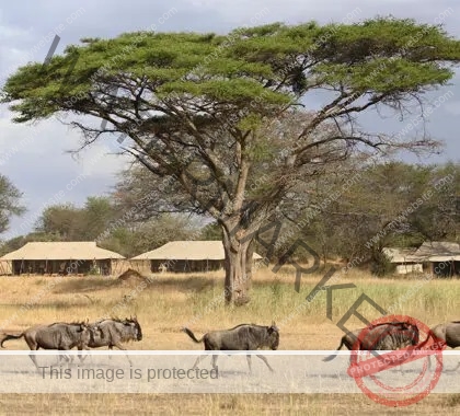 imageye___-_imgi_123_UbuntuMigrationCamp-Exterior-Buffalo-420x380